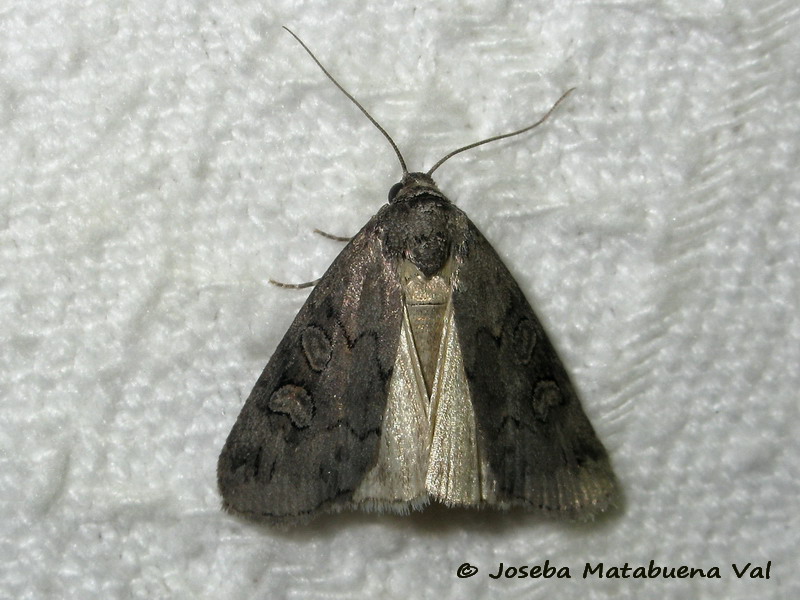 Noctuidae di questa fine settimana